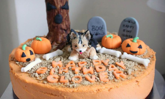Customised-cake-baked-for-dogs